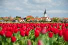 FerienhausNiederlande - : Het Wambuis