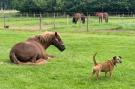 FerienhausNiederlande - : De Liemers