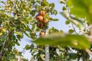 FerienhausNiederlande - : Vroondijk 2- duinappel en zonnebes