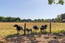 FerienhausNiederlande - : Pinksterbloem