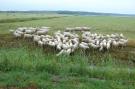 FerienhausNiederlande - : Kustpark Texel 6