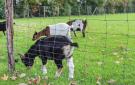 FerienhausNiederlande - : SLootdorp