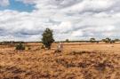 FerienhausNiederlande - : Bospark de Schaapskooi 8