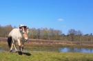 FerienhausNiederlande - : Parc de Kievit 13