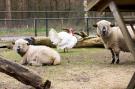 FerienhausNiederlande - : De Veluwse Hoevegaerde 1