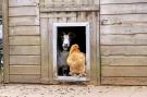 FerienhausNiederlande - : De Veluwse Hoevegaerde 2