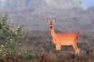 FerienhausNiederlande - : Buitenplaats Berg en Bos nummer 4