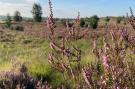 FerienhausNiederlande - : Buitenplaats Berg en Bos nummer 4