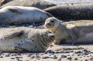 VakantiehuisNederland - : Vakantiepark 't Eibernest Texel 1