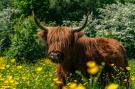 FerienhausNiederlande - : Resort Het Amsterdamse Bos 1