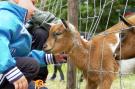 FerienhausNiederlande - : Villavakantiepark IJsselhof 11