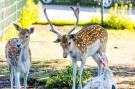 FerienhausNiederlande - : Vakantiepark Bergumermeer 11