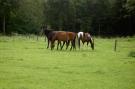 FerienhausNiederlande - : Oppe Winckel - De Biemösj