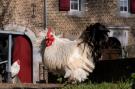 FerienhausNiederlande - : Meschermolen 10