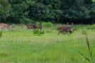 FerienhausNiederlande - : Vakantiehuis - Oosterpark 77 - Oostkapelle