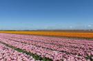 FerienhausNiederlande - : Duinroosweg 83