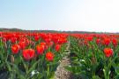 FerienhausNiederlande - : Garnekuul 52