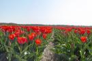 FerienhausNiederlande - : Garnekuul 52