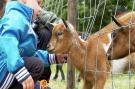 VakantiehuisNederland - : Villavakantiepark IJsselhof 6