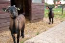 FerienhausNiederlande - : Villavakantiepark IJsselhof 2