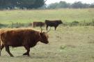 FerienhausNiederlande - : Blandinushof