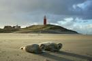 FerienhausNiederlande - : 't Hoogelandt 2