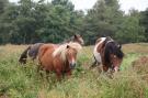 FerienhausNiederlande - : Villapark De Weerribben 2