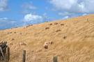 VakantiehuisNederland - : Kustpark Texel 4