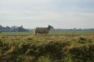 FerienhausNiederlande - : Het Biesbosch huisje