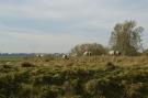 VakantiehuisNederland - : Het Biesbosch huisje