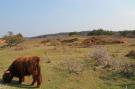 FerienhausNiederlande - : Sea Lodges Bloemendaal 1