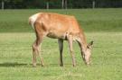 FerienhausNiederlande - : Twentepad