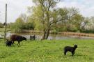 FerienhausNiederlande - : Romantiek aan het Meer I