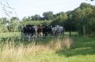 FerienhausNiederlande - : Landrijk de Reesprong 2