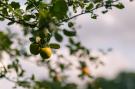 FerienhausNiederlande - : Landrijk de Reesprong 2