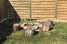 VakantiehuisPolen - : Countryside Apartments Beige  [18] 