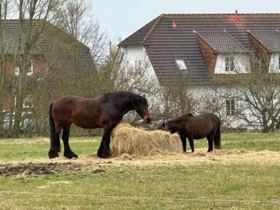 Ferienhaus Deutschland - : 