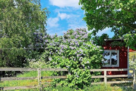 Ferienhaus Schweden - : 